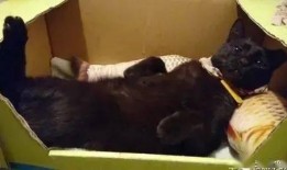 黑哥爆料猫被结扎视频,猫咪结扎手术全过程揭秘